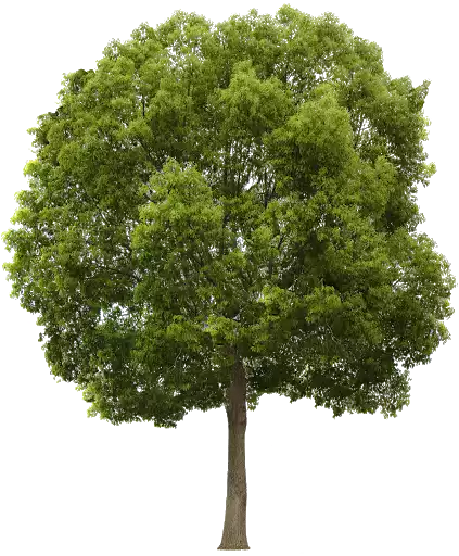 Decorative tree
